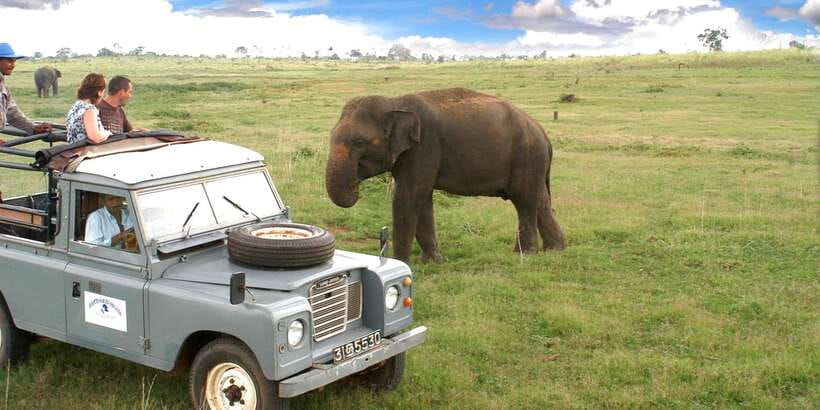All-Inclusive Minneriya National Park Afternoon Safari - What You Might See Beyond the Elephants