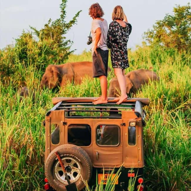 All-Inclusive Minneriya National Park Afternoon Safari - A Private Jeep Is Useful, With One Important Caveat