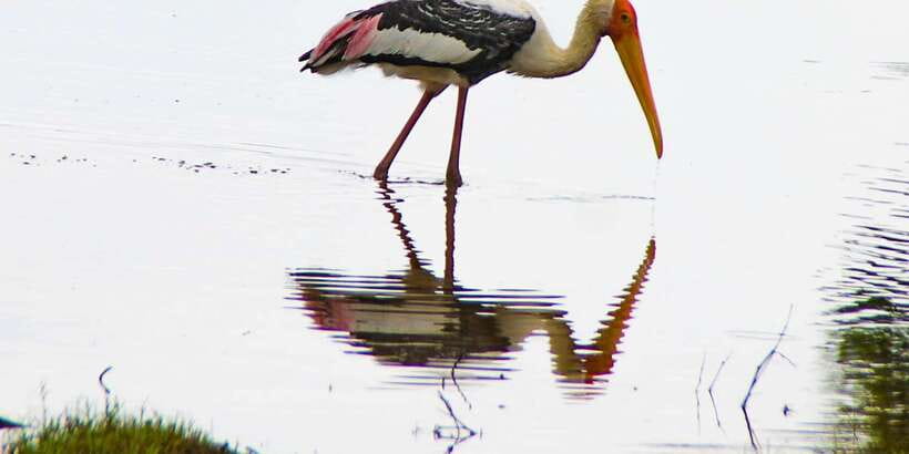 All-Inclusive Minneriya National Park Afternoon Safari - Minneriya or Kaudulla: Confirm the Park Before You Go