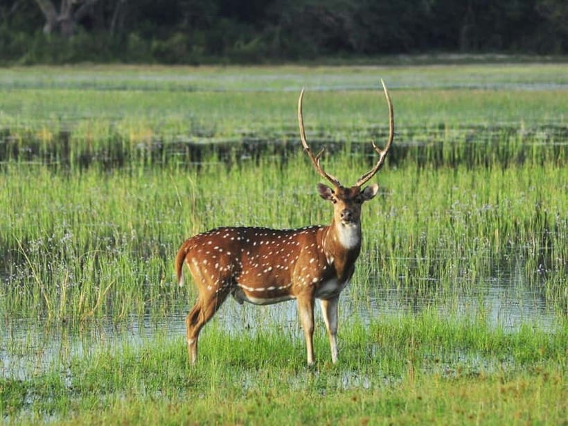 All-Inclusive Minneriya National Park Afternoon Safari - Is the $95 Price Good Value?
