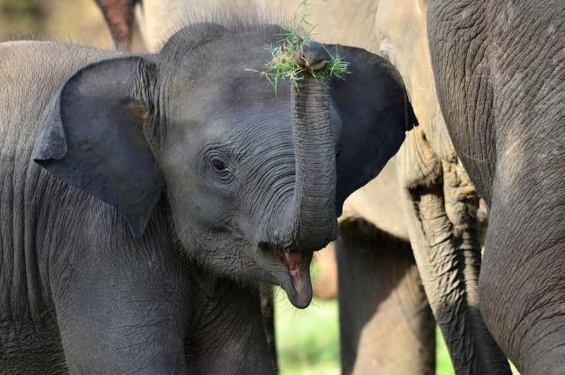 All-Inclusive Minneriya National Park Afternoon Safari - Practical Details Before You Book