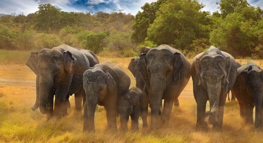 All-Inclusive Minneriya National Park Afternoon Safari - Who Will Enjoy This Afternoon Safari Most?