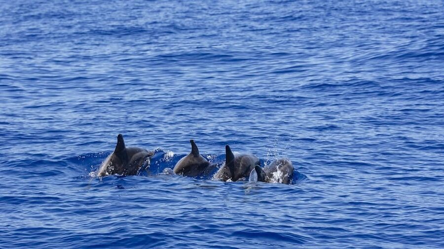 All Inclusive Mirissa Whale & Dolphin Watching + Snorkeling - Booking details worth checking first