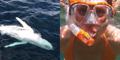 All Inclusive Mirissa Whale & Dolphin Watching + Snorkeling