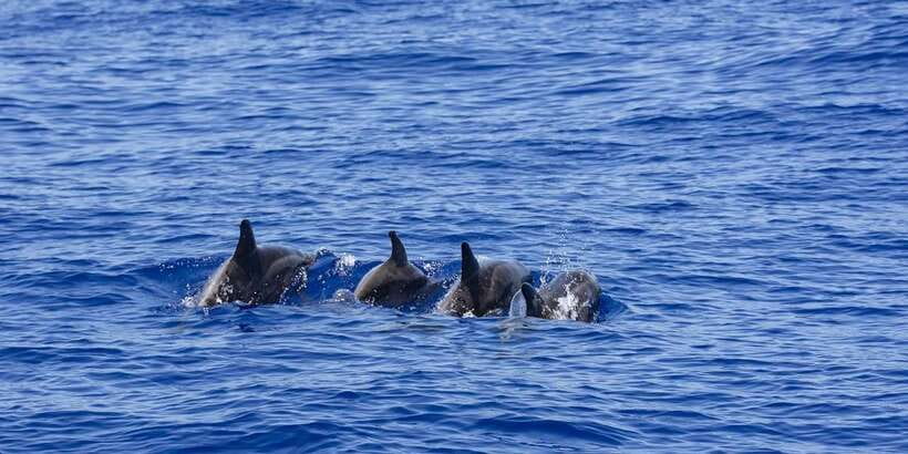 All Inclusive Mirissa Whale & Dolphin Watching + Snorkeling - Ninety minutes snorkeling with turtles