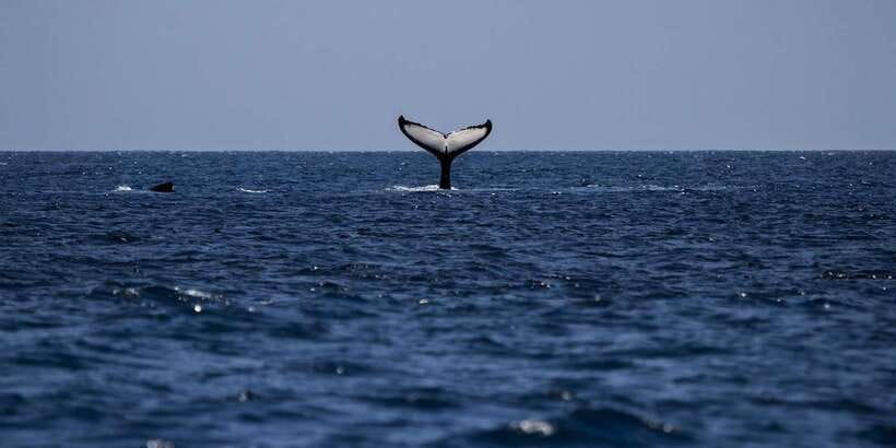 All Inclusive Mirissa Whale & Dolphin Watching + Snorkeling - Rough seas and safety decisions