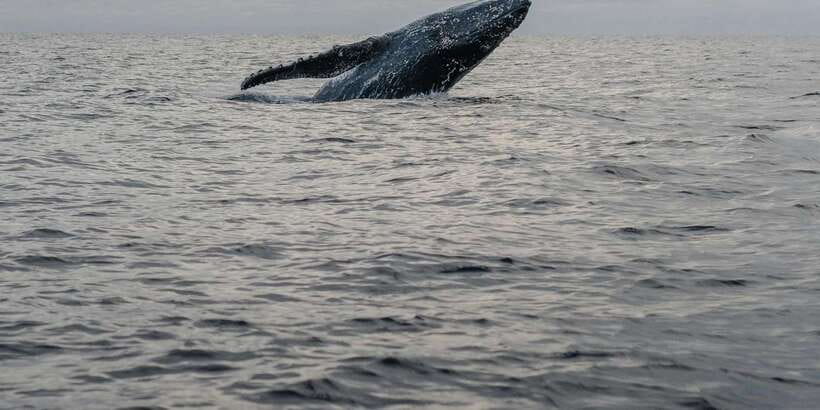 All Inclusive Mirissa Whale & Dolphin Watching + Snorkeling - What the $145 price includes