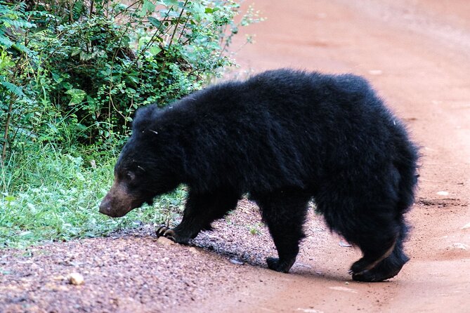 All Inclusive Private Full Day Safari in Yala National Park with Lunch - Lunch in a picture-friendly park setting