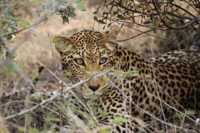 All Inclusive Private Full Day Safari in Yala National Park with Lunch