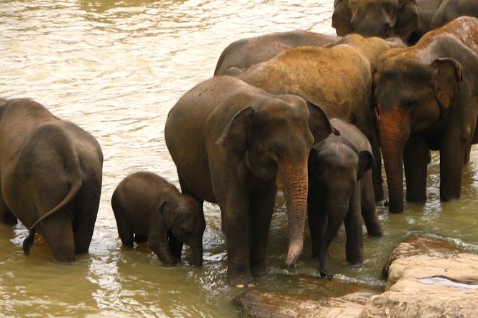 All inclusive Private jeep safari at Yala National park - Who will enjoy this day most