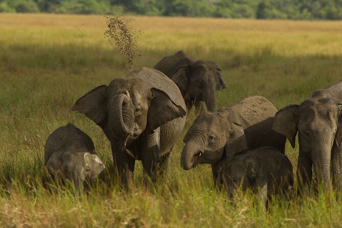 All Inclusive Private Safari in Minneriya National Park - Why the late afternoon is the right time for Minneriya