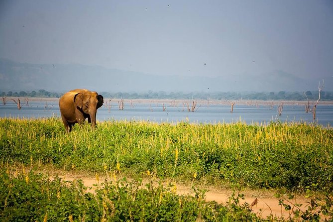 All Inclusive Private Safari in Minneriya National Park - The 2:30 p.m. game drive through Minneriya