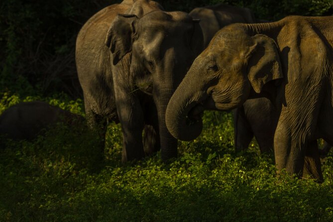 All Inclusive Private Safari in Minneriya National Park - From your hotel to the park entrance