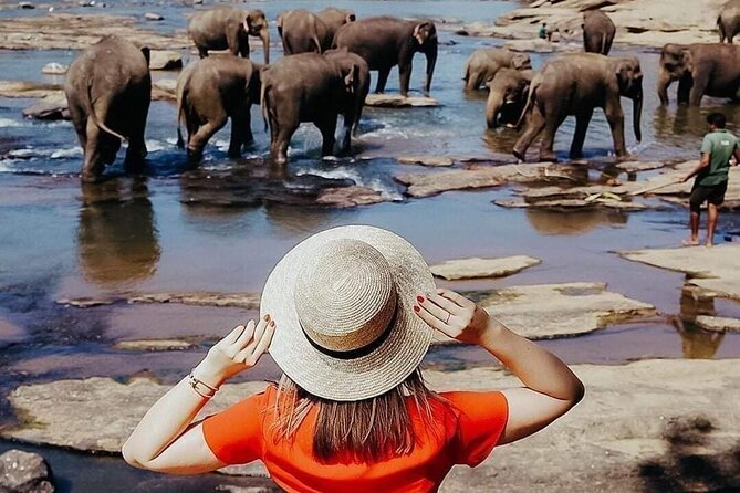 All-Inclusive Private tour in Sri Lankan Island 9 Day HB hotels - Key points to know before you book
