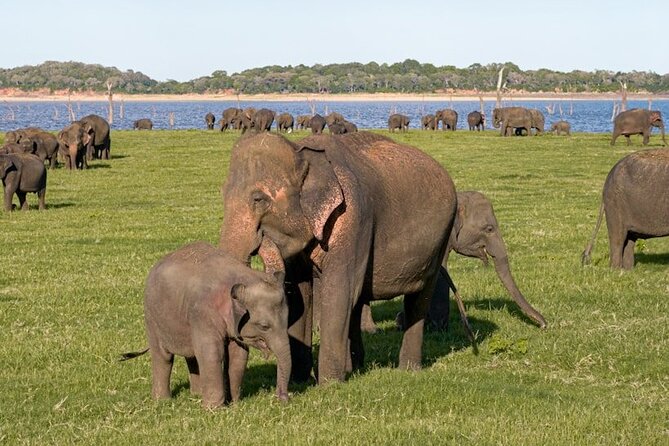 All-inclusive Sigiriya, Dambulla and Wildlife Safari from Colombo - Sigiriya Rock: three hours at Sri Lanka’s signature site