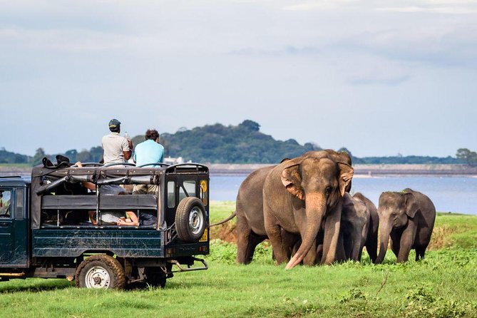 All-inclusive Sigiriya, Dambulla and Wildlife Safari from Colombo - The safari: elephants, open roads, and a park-name question