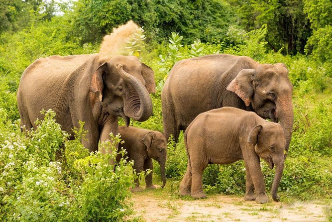 All Inclusive Udawalawa National Park Day Tour From Negombo - Leaving Negombo At 6:00 am