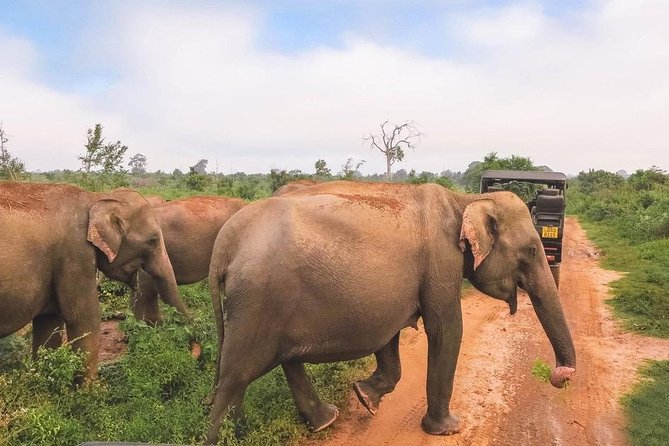 All Inclusive Udawalawa National Park Day Tour From Negombo - The Road From Negombo To The Park