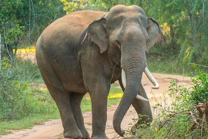 All Inclusive Udawalawa National Park Day Tour From Negombo - Watching Wildlife Without A Script