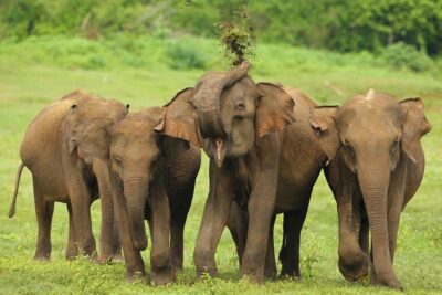 All Inclusive Udawalawa National Park Day Tour From Negombo