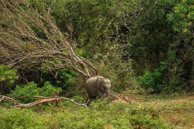 All Inclusive Udawalawa National Park Day Tour From Negombo - Lunch With Sri Lankan Rice And Curry