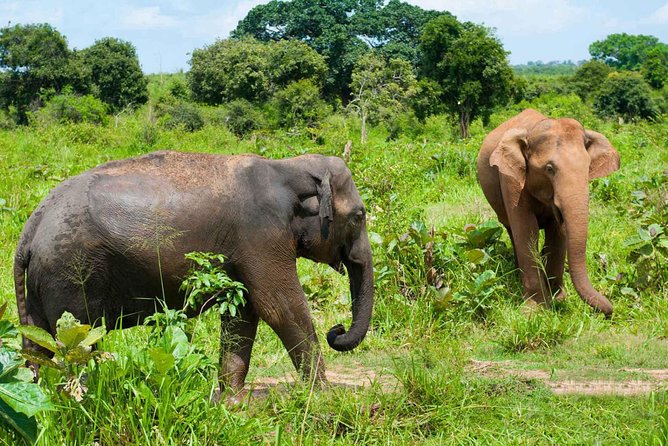 All Inclusive Udawalawa National Park Day Tour From Negombo - What The $275 Price Really Covers