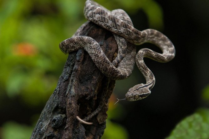 All Inclusive Udawalawa National Park Day Tour From Negombo - The Long Day And Who Should Book It
