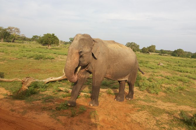 All Inclusive Udawalawe National Park Safari Day Tour from Colombo and Negombo - Why Udawalawe makes a strong safari choice