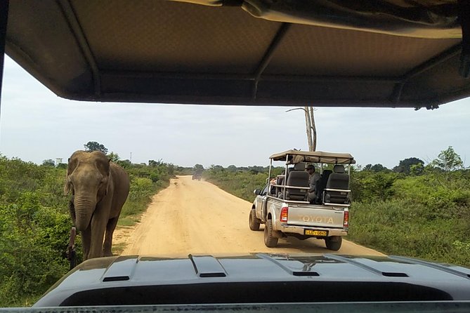 All Inclusive Udawalawe National Park Safari Day Tour from Colombo and Negombo - What the $335 price really covers