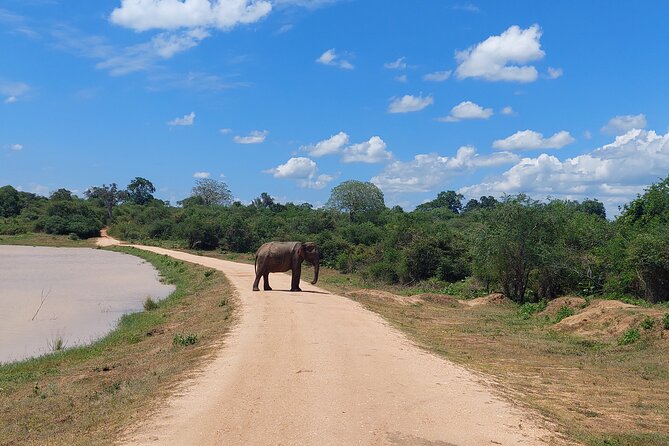All Inclusive Udawalawe National Park Safari Day Tour from Colombo and Negombo - Practical details before you book