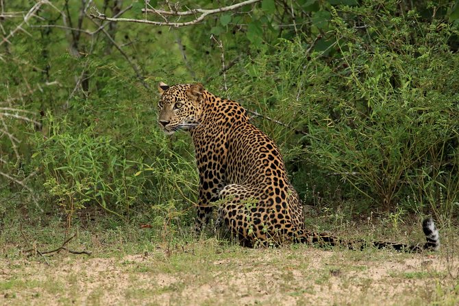 All Inclusive Wilpattu National Park Day Tour From Anuradhapura - Key points to know before booking