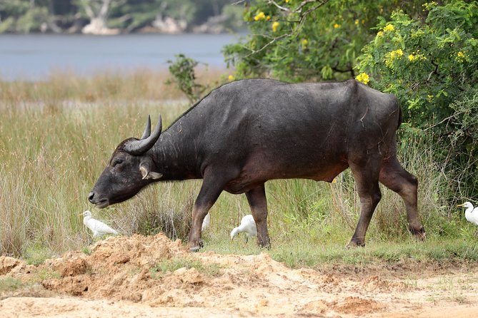 All Inclusive Wilpattu National Park Day Tour From Anuradhapura - The 6:30 am pickup and the ride into the park