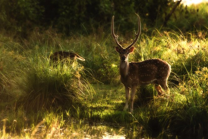 All Inclusive Wilpattu National Park Day Tour From Anuradhapura - What the tracker adds to the day
