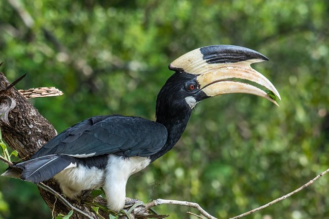 All Inclusive Wilpattu National Park Day Tour From Anuradhapura - Who will enjoy this safari most