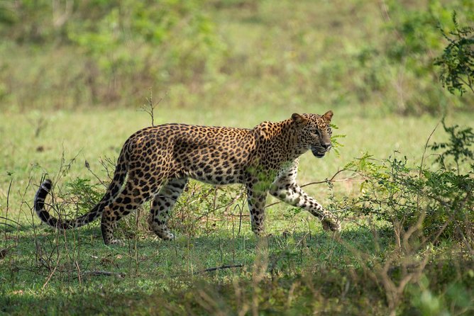 All Inclusive Yala National Park Jeep Safari from Colombo - Why Yala is worth the long road from Colombo