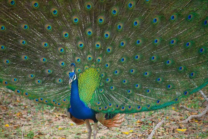 All Inclusive Yala National Park Jeep Safari from Colombo - A 6:30 am start and a long transfer south
