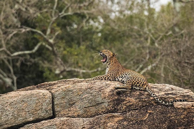 All Inclusive Yala National Park Jeep Safari from Colombo - The private format and requests for extra stops
