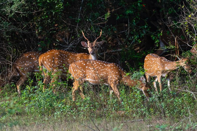 All Inclusive Yala National Park Jeep Safari from Colombo - Who will enjoy this Yala safari most