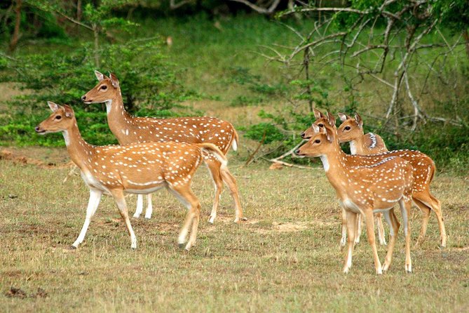 All Inclusive Yala National Park Jeep Safari from Colombo - Practical details that affect your decision