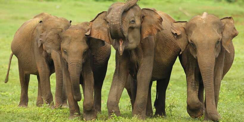 All inclussive Udawalawa National Park Safari From Colombo - Who will enjoy this safari most?