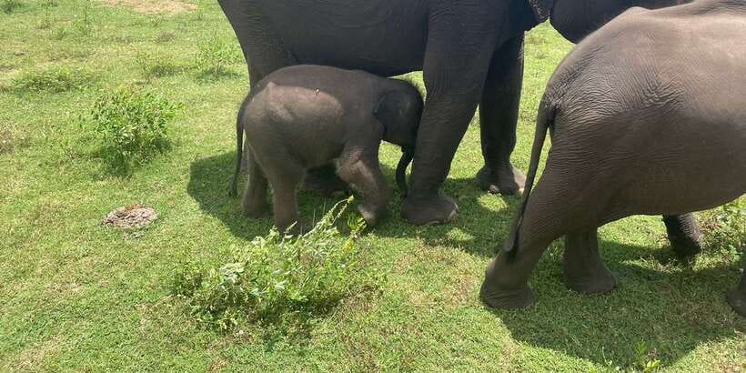 All inclussive Udawalawa National Park Safari From Colombo - Three hours among Udawalawe’s elephants