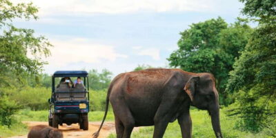 All inclussive Udawalawa National Park Safari From Colombo