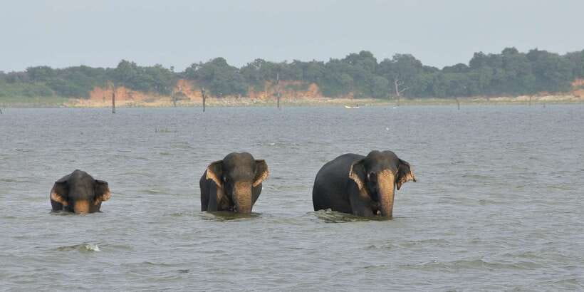 All inclussive Udawalawa National Park Safari From Colombo - A careful note about the park destination