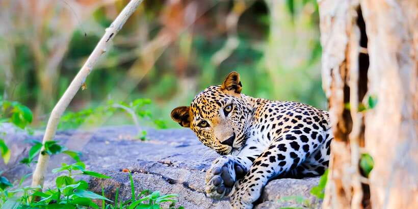 Anuradhapura: Full-Day Wilpattu All Inclusive Private Safari - The early road from Anuradhapura to the park