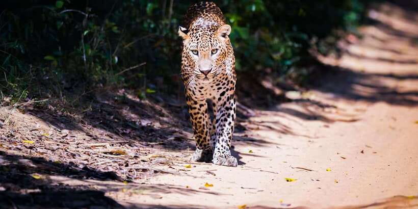 Anuradhapura: Full-Day Wilpattu All Inclusive Private Safari - The leopard search and what you might see