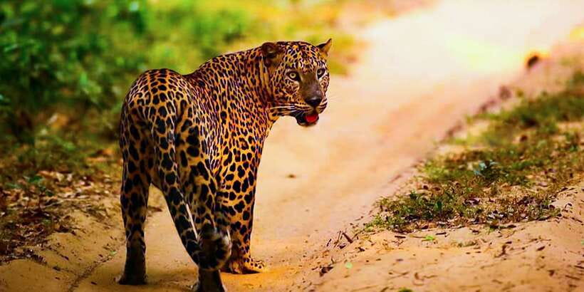 Anuradhapura: Full-Day Wilpattu All Inclusive Private Safari - Forest, plains, and lakes give the drive variety