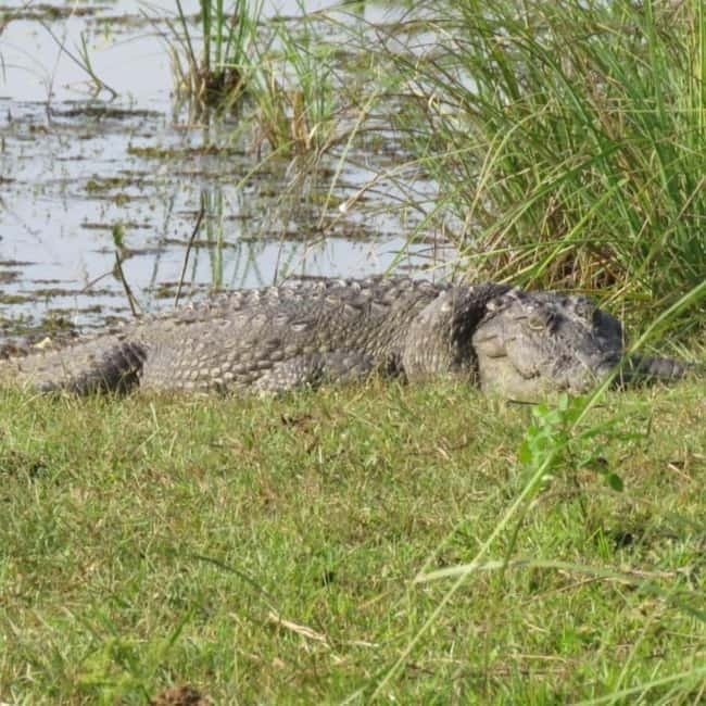 Anuradhapura: Full-Day Wilpattu All Inclusive Private Safari - How the $90 price works out