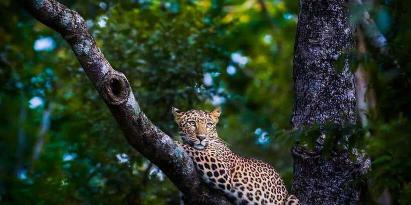 Anuradhapura: Full-Day Wilpattu All Inclusive Private Safari - Who should book this Wilpattu safari?