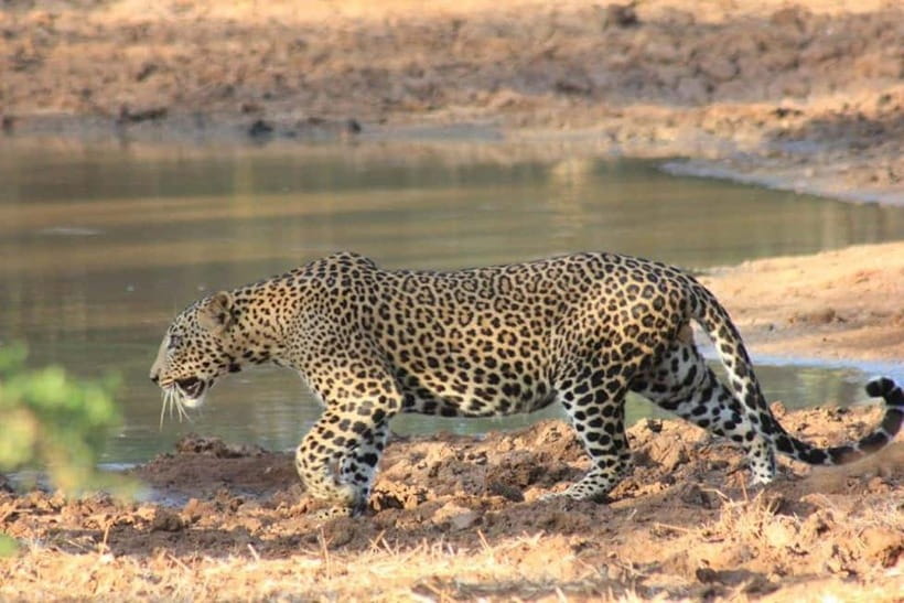Arugam Bay: Yala Safari & DropOff in Ella - Safari + Transit - The late-afternoon game drive