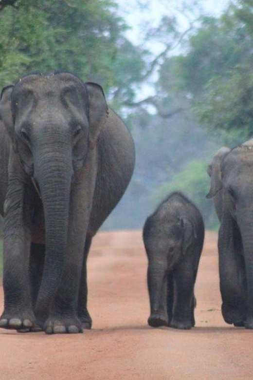 Arugam Bay: Yala Safari & DropOff in Ella - Safari + Transit - What the guides add to the day